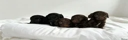 Cockapoo dogs for sale: 🐾 beautiful cockerpoo puppies  in Amersham - Advert 10