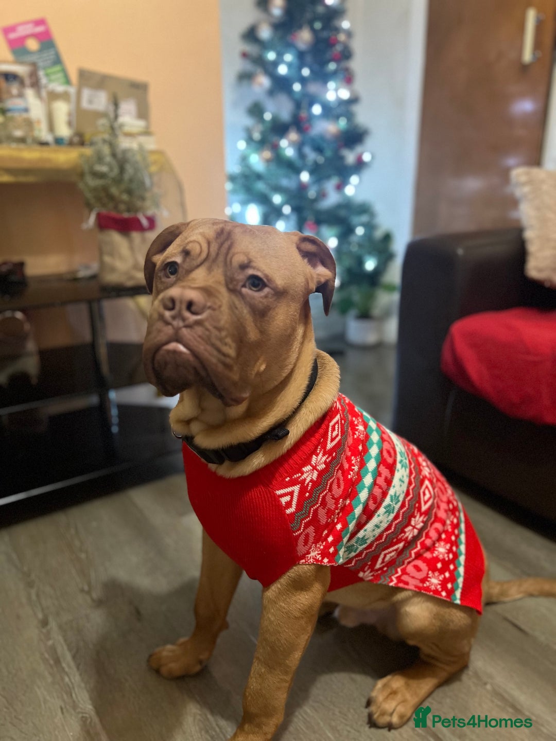 Dogue De Bordeaux dogs for sale:  Loving Home Needed for 7-Month Dogue de Bordeaux  - Advert 1