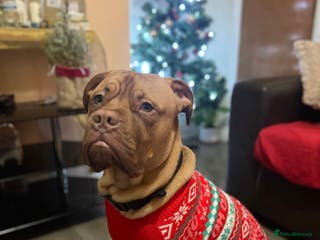 Dogue De Bordeaux dogs Loving Home Needed for 7-Month Dogue de Bordeaux - Advert 4