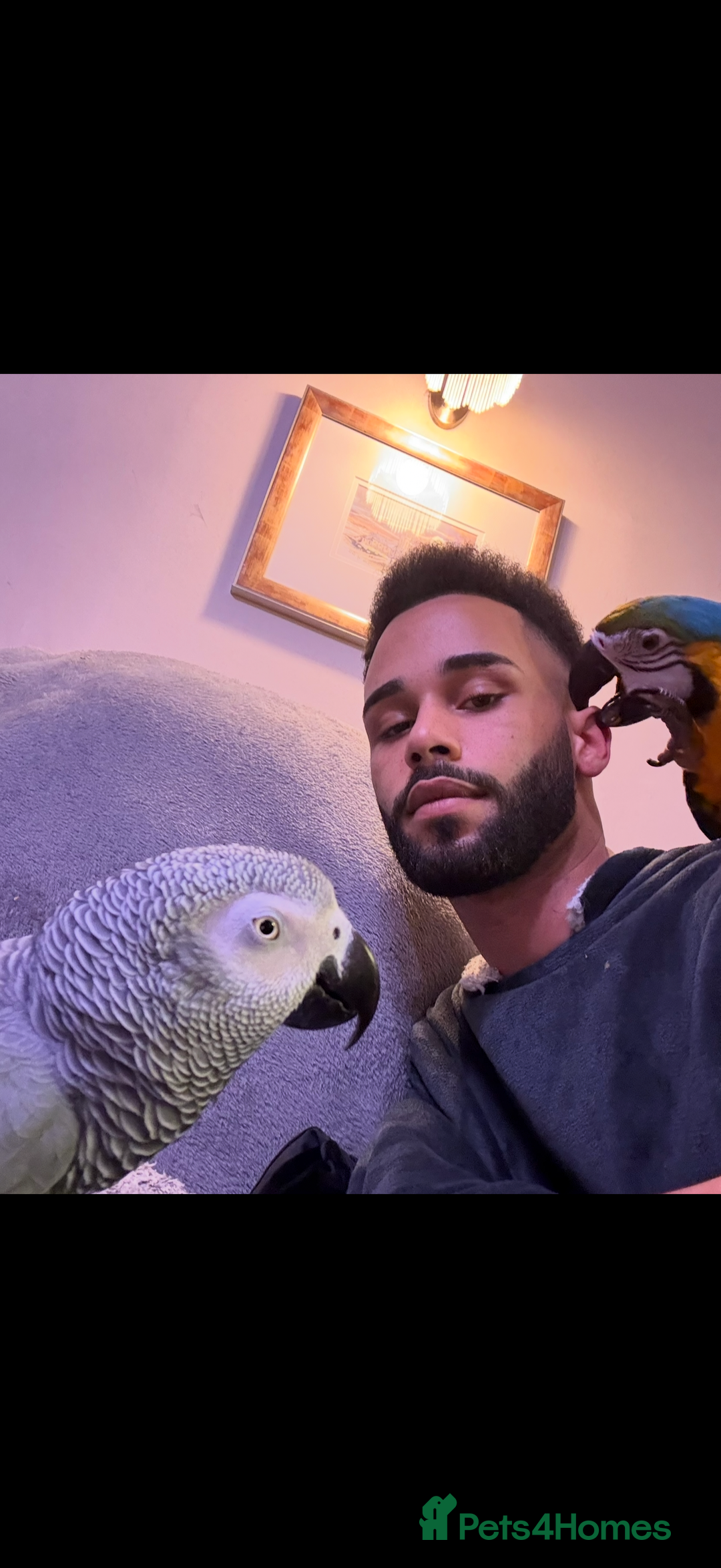 Parrots birds for sale: Friendly tame recall trained African grey  - Advert 3