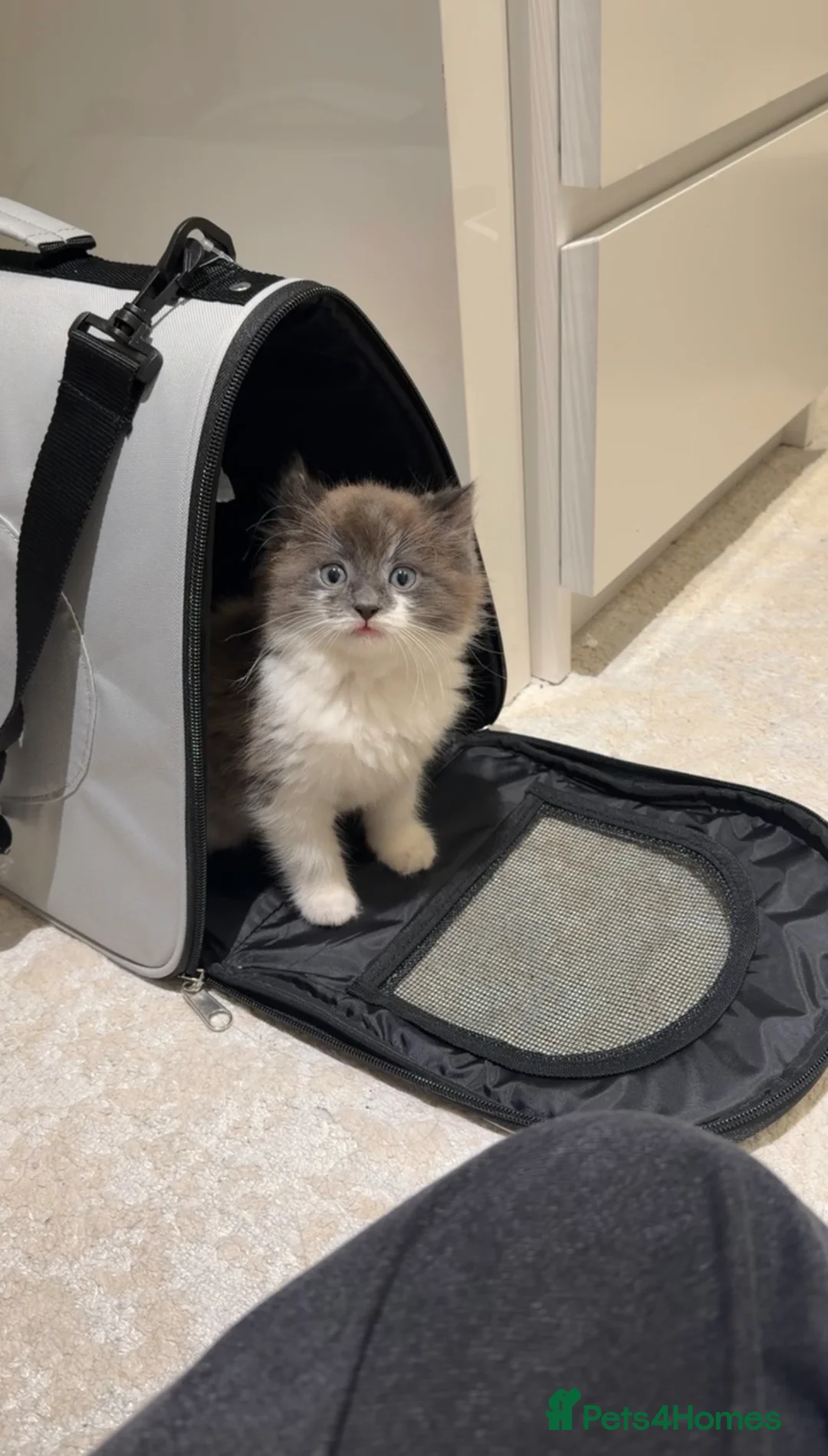Mixed Breed cats for sale: domestic longhair kitten🐱 - Advert 1
