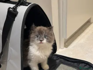 Mixed Breed cats domestic longhair kitten🐱 - Advert 1