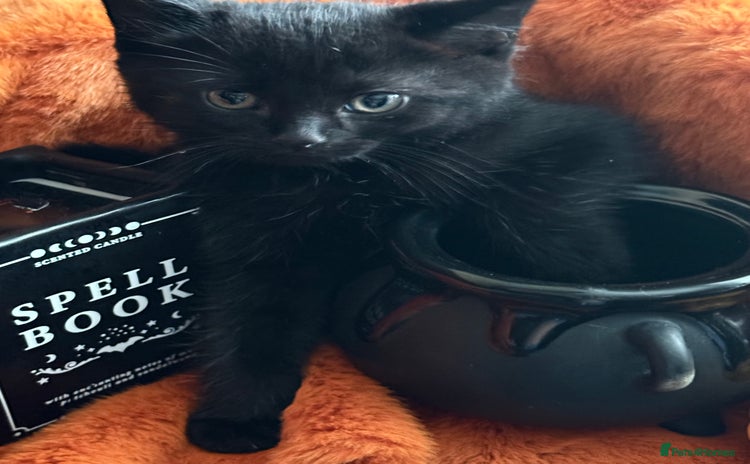 RagaMuffin cats - Advert 1