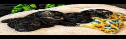 Labradoodle dogs for sale: Exceptional F2B Midi Teddybear Labradoodles - Advert 17