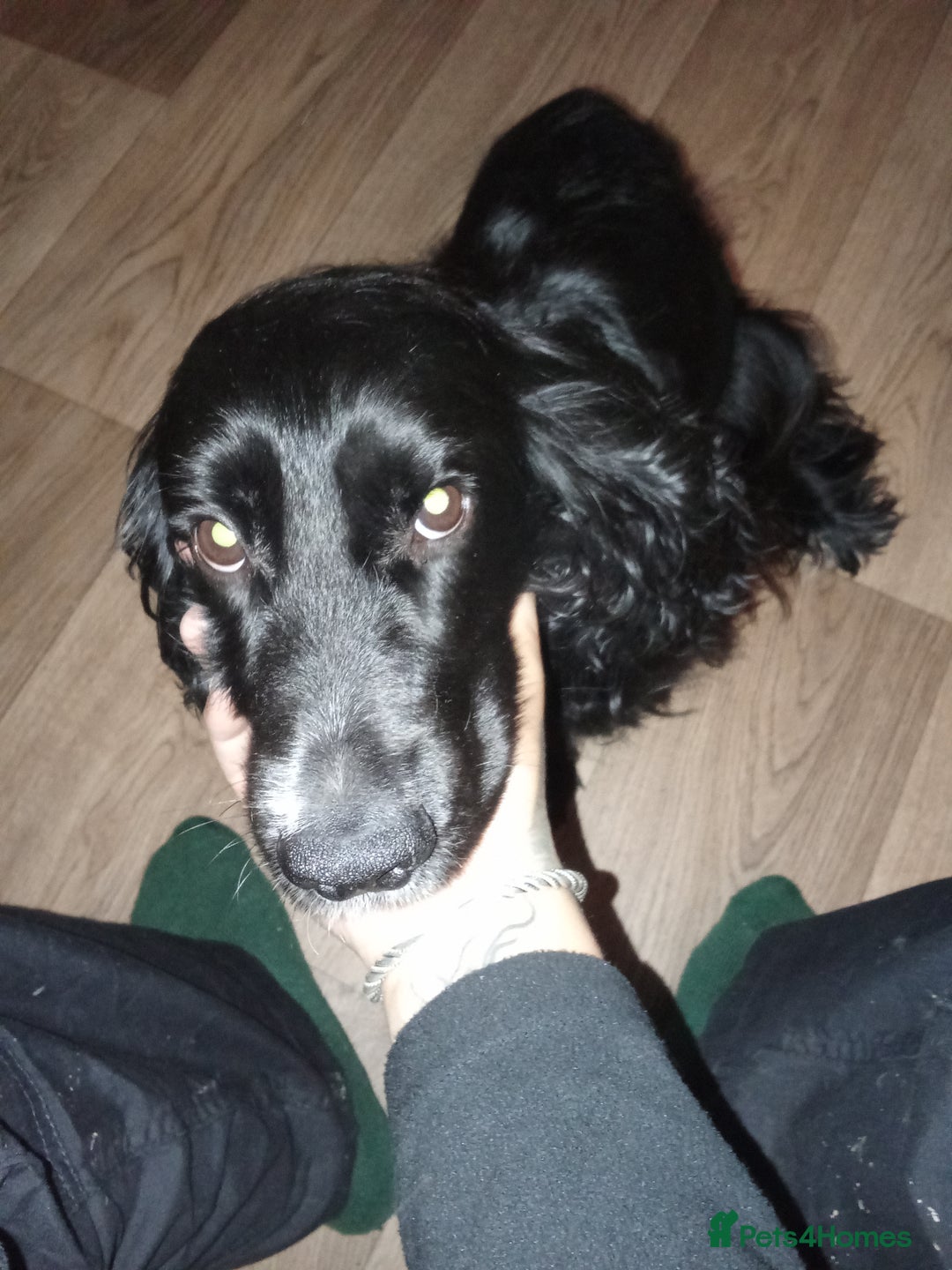 Cocker Spaniel dogs for sale: Cocker spaniel black and white  - Image 5