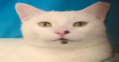 Mixed Breed cats - Advert 4