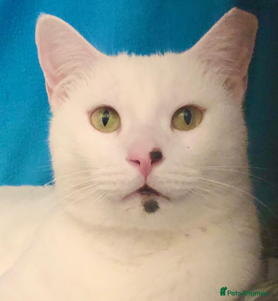 Mixed Breed cats for adoption: Confident Cuddlebug Who Loves dogs and to Chat! - Image 2