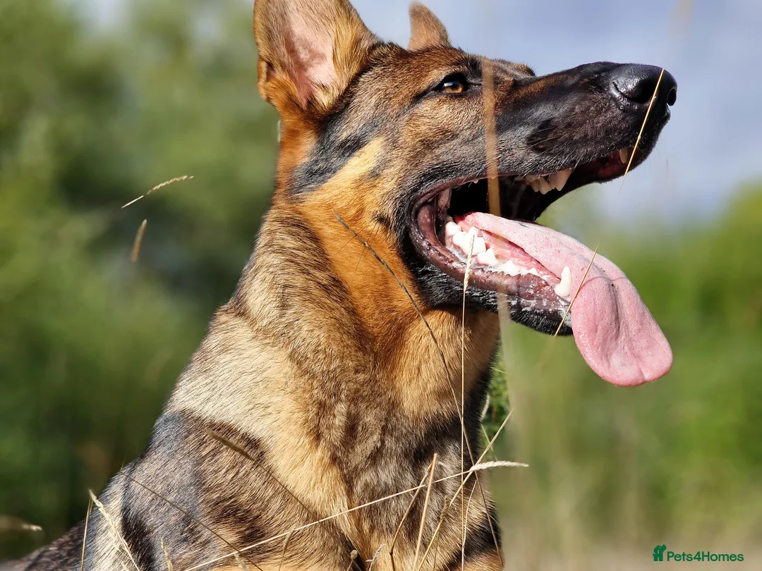 German Shepherd dogs for sale: Working line german shepherd pups  - Advert 8