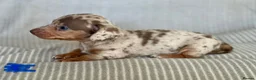 Miniature Dachshund dogs for sale: Miniature Dachshund puppies - Advert 5