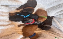 Irish Doodle dogs for sale: 🐾 F1 Beautiful Miniature Irish Doodle Puppies 🐾  - Image 2
