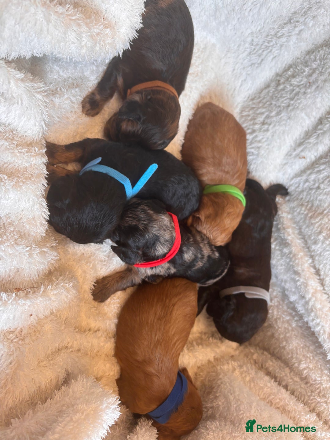 Irish Doodle dogs for sale: 🐾 F1 Beautiful Miniature Irish Doodle Puppies 🐾  - Image 2
