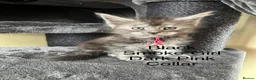 Maine Coon cats for sale: Pure Breed Maine Coon Kittens in Basildon - Advert 4