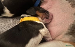Beagle dogs for stud: Spot, Proven KC reg Beagle for stud in Sheffield - Image 9
