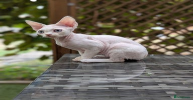 Devon Rex cats - Advert 13