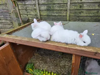 Mini Lop rabbits baby rabbit - Advert 17