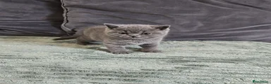 British Shorthair Kitten 3 Reggie