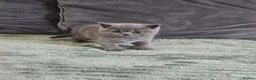 British Shorthair cats for sale: Adorable GCCF Registered British Shorthair Kittens - Advert 12