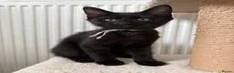 Mixed Breed cats for sale: Little kitten ready for new home - Advert 9