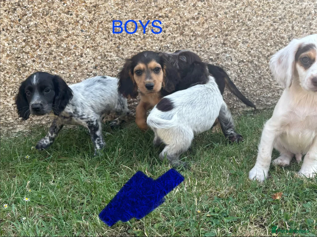Cocker Spaniel dogs for sale: Cocker spaniel puppies in Llanelli - Advert 16