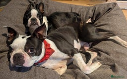 Boston Terrier dogs for sale: Adorable KC reg Boston Terrier Puppies - Image 28