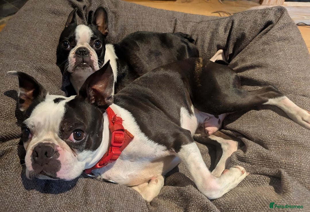 Boston Terrier dogs for sale: Adorable KC reg Boston Terrier Puppies - Image 28