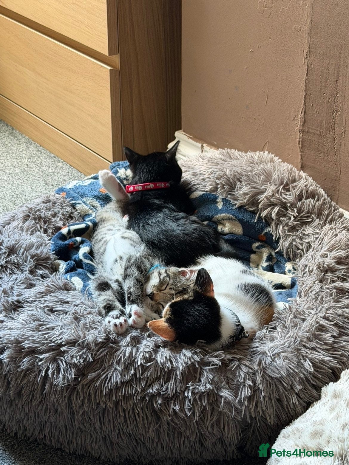 British Shorthair cats Rehoming 4 beautiful baby’s  - Advert 2