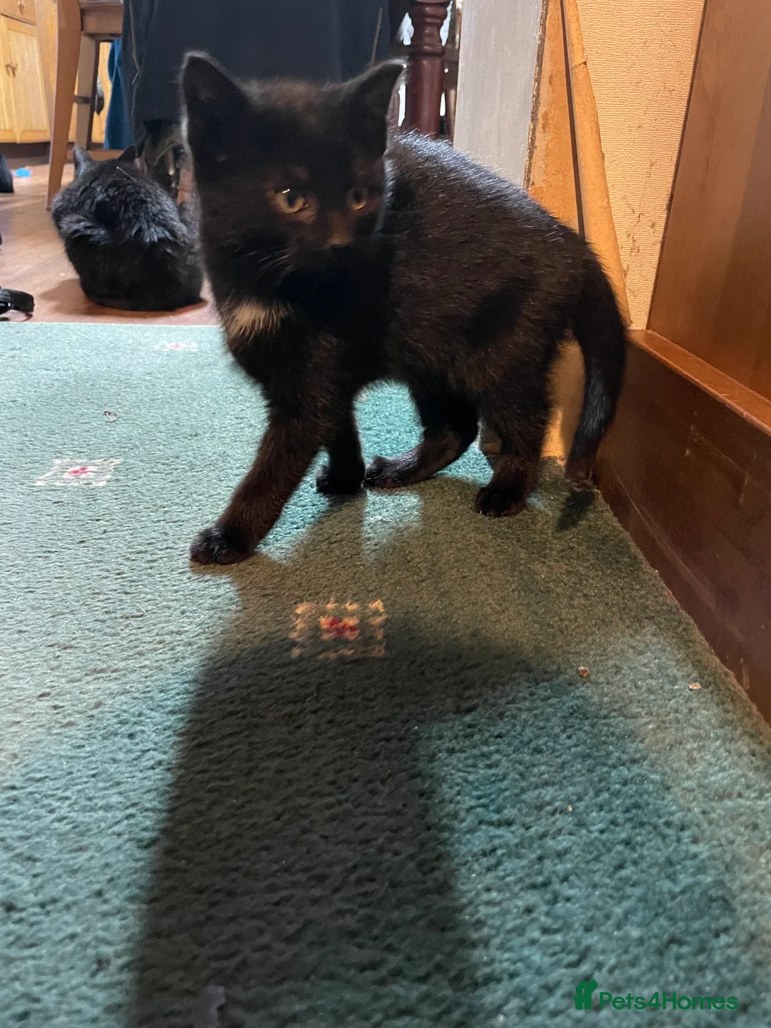 Mixed Breed cats for sale: Black kittens ready now near Bentham/ Lancaster - Advert 6