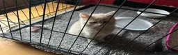 Mixed Breed cats for sale: Lion  in Birmingham - Advert 5