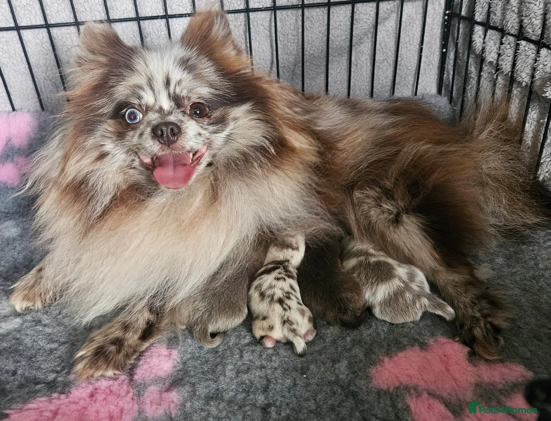 Pomeranian dogs for stud: Solid Lilac Tiny 1.8kg Stud Dog DNA health tested in Rotherham - Advert 25