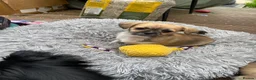 Mixed Breed dogs for sale: Girl puppy  - Advert 4