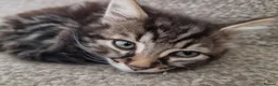 Mixed Breed cats for sale: The Three Musketeers - Advert 8