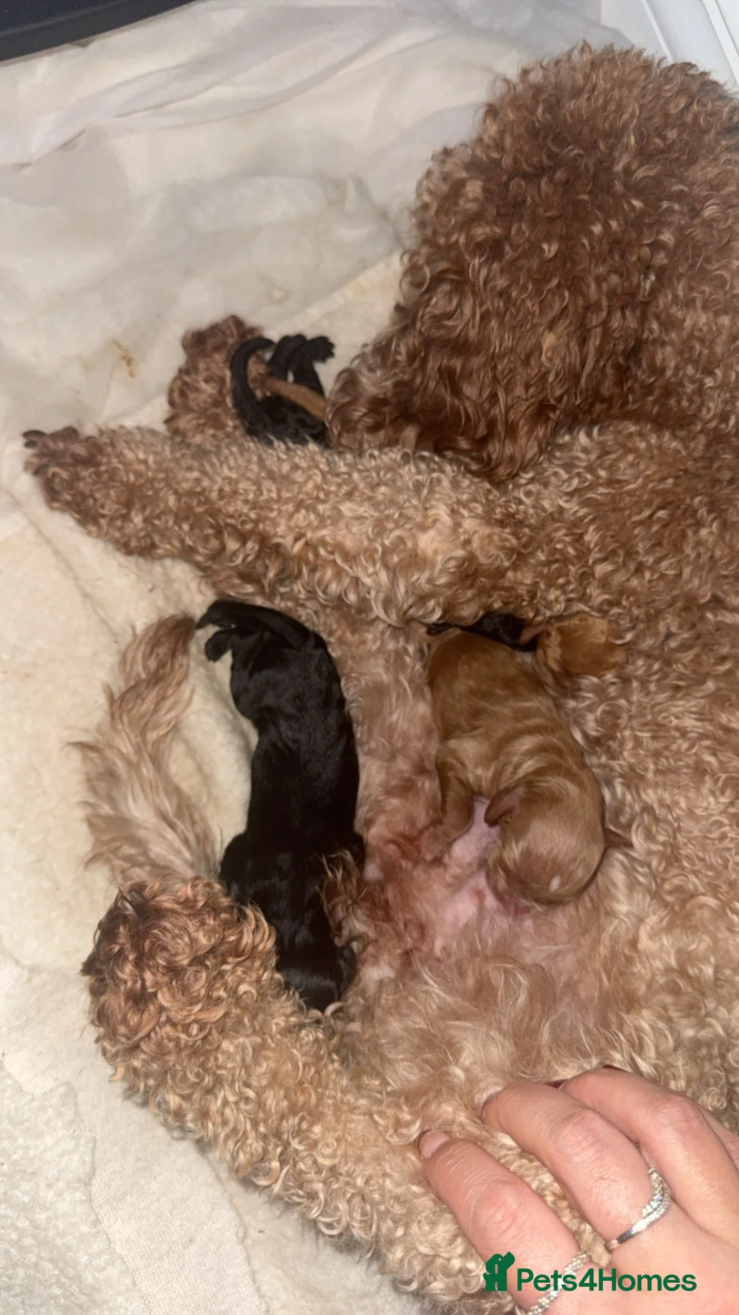 Cockapoo dogs for sale: F2 Cockapoo in Retford - Advert 2