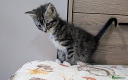 Maine Coon cats for sale: Maine Coon - Image 33