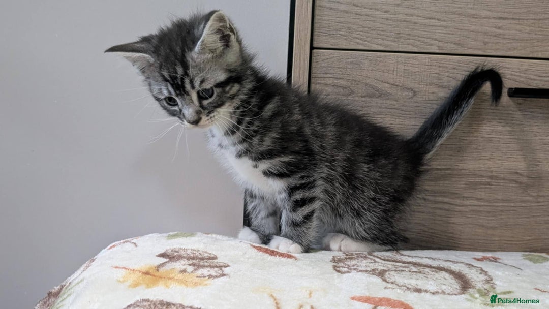 Maine Coon cats for sale: Maine Coon - Image 33