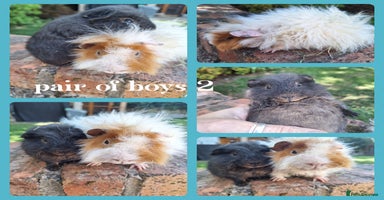Guinea Pig rodents - Advert 12