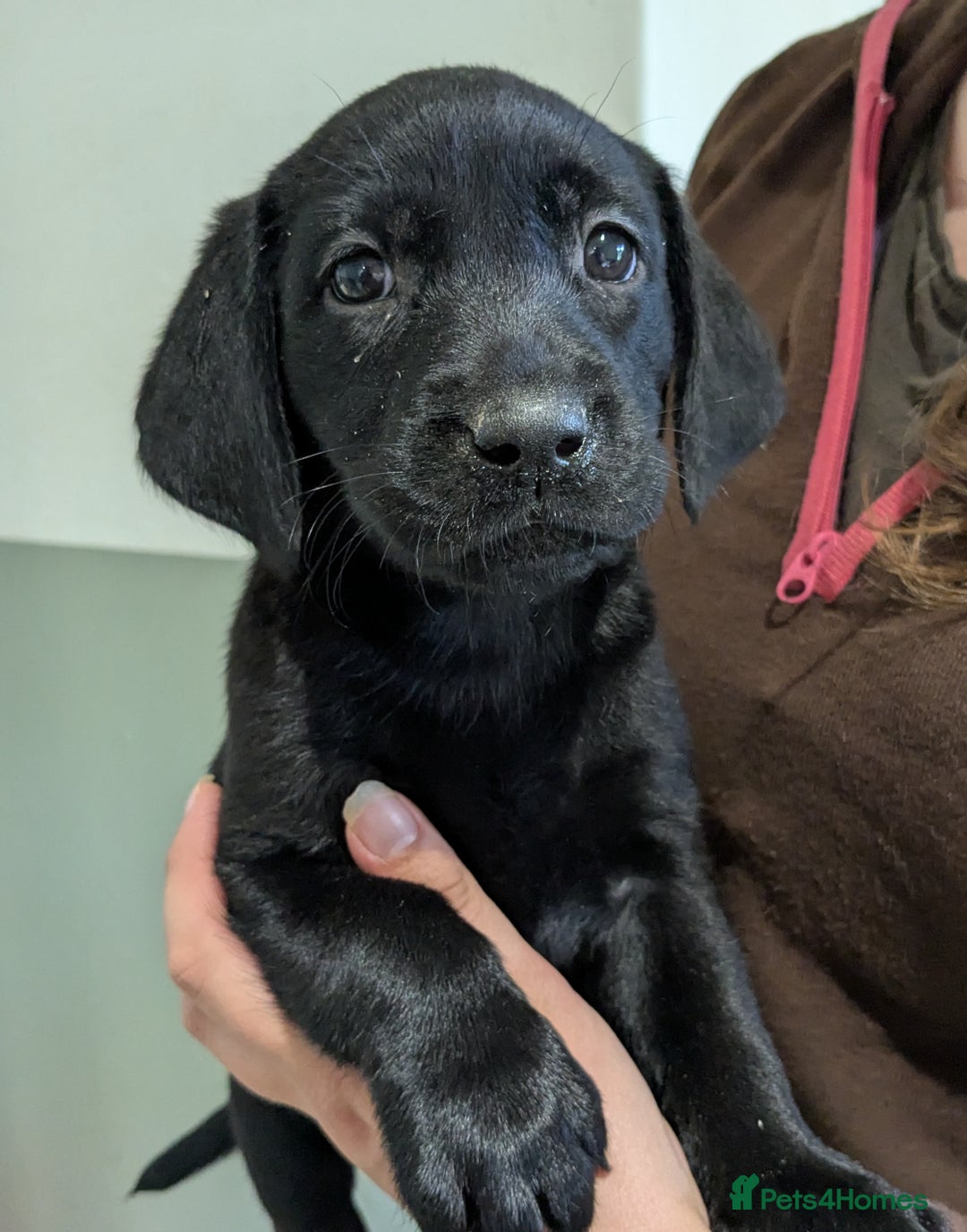 Labrador Retriever dogs for sale: FULLY HEALTH TESTED PARENTS,Smart,Tidy Lab Puppies - Image 8
