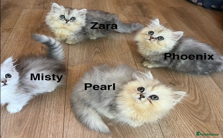Munchkin cats - Advert 1
