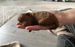 Toy Poodle dogs for sale: KC Registered Toy Poodle puppies - Image 11
