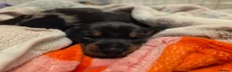 Miniature Dachshund dogs for sale: MINIATURE DACHSHUNDS TO FIND THEIR FOREVER HOME 🏡 - Advert 29