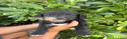 Mixed Breed dogs for sale: Cavajack puppy’s  - Advert 19