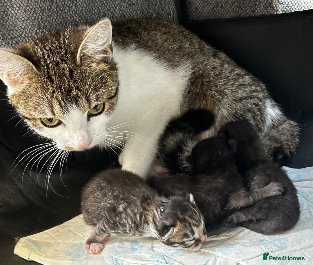 Mixed Breed cats for sale: Stunning surprises  - Image 1
