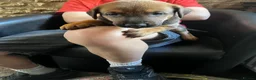 Dobermann dogs for sale: European Dobermann - Advert 10