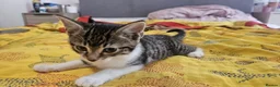 Mixed Breed cats for sale: Adorable kittens looking for loving home in Birmingham - Advert 18