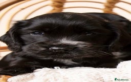 Cocker Spaniel dogs for sale: Show type. - Advert 5