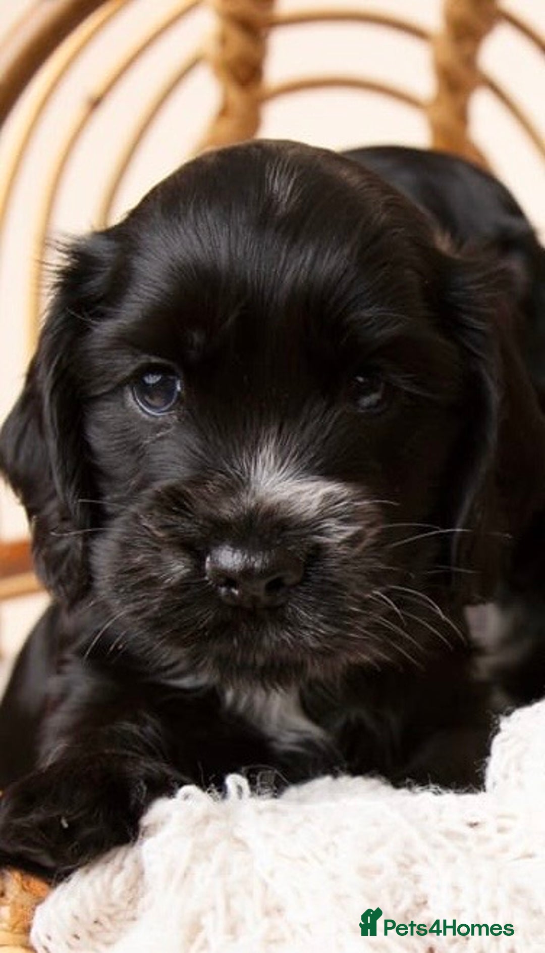 Cocker Spaniel dogs for sale: Show type. - Advert 5