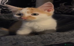 Mixed Breed cats for sale: Kittens for sale  - Image 6