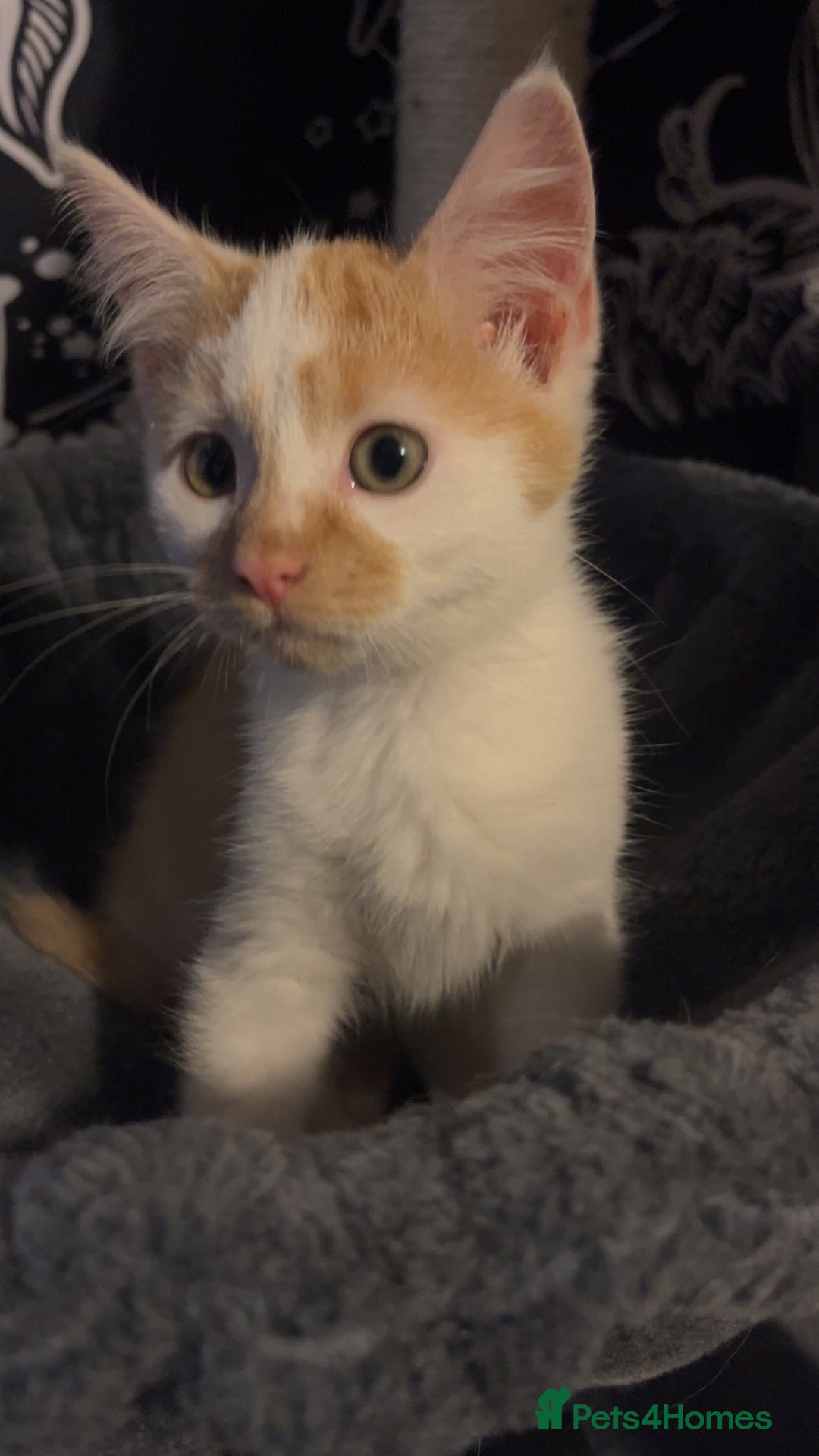 Mixed Breed cats for sale: Kittens for sale  - Image 6