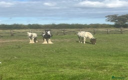 Irish Cob horses for sale: Gypsy cob - Image 3
