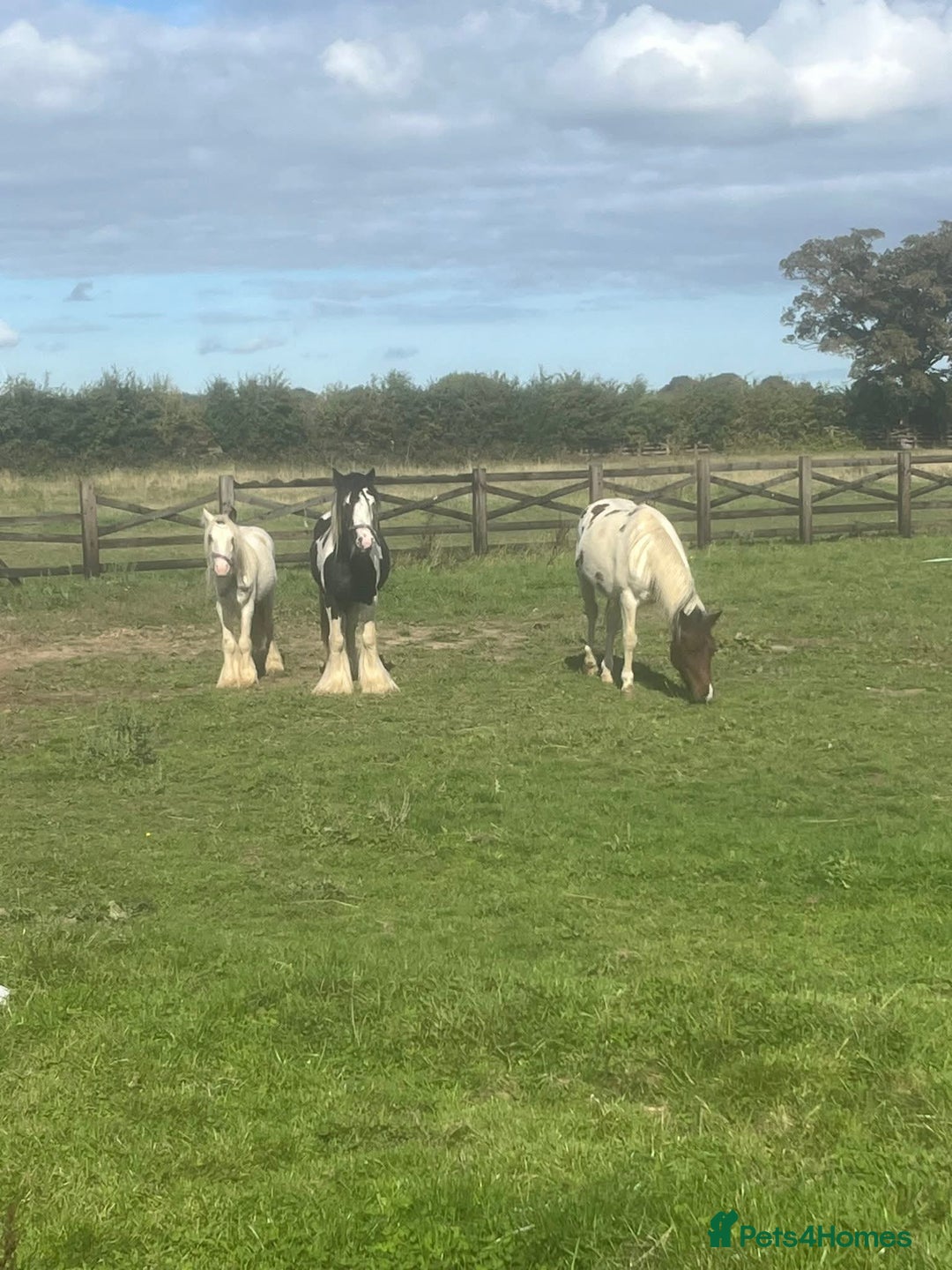 Irish Cob horses for sale: Gypsy cob - Image 3