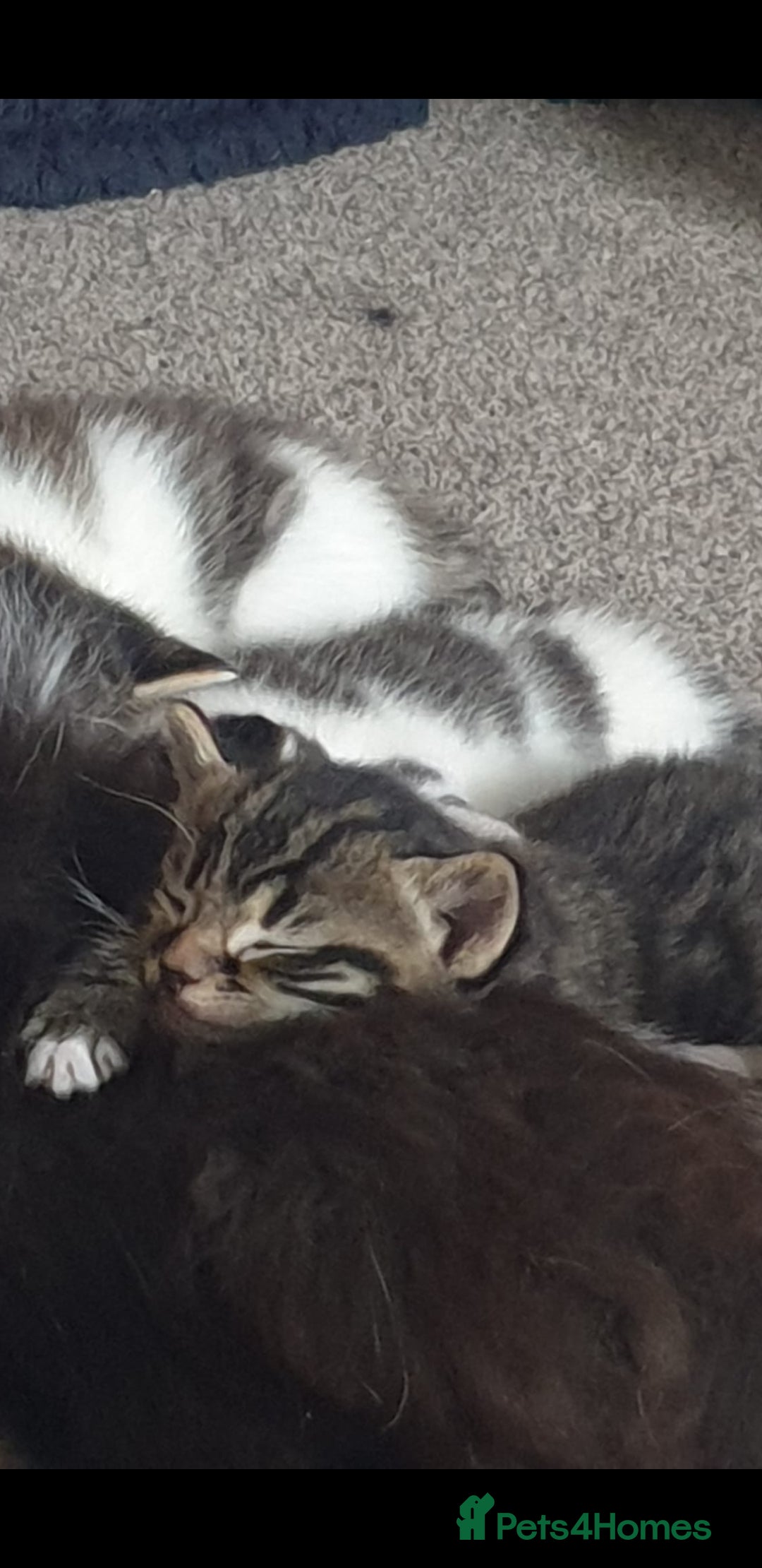 British Longhair cats for sale: 4 beautiful kittens looking for forever homes - Image 1